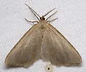 Mousy Angle Moth - Hodges#6282 - photo 2