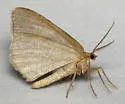Mousy Angle Moth - Hodges#6282 - photo 3
