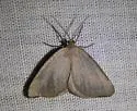 Mousy Angle Moth - Hodges#6282 - photo 4