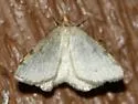 Mousy Angle Moth - Hodges#6282 - photo 5
