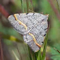 Macaria austrinata - Hodges#6301.1 - Macaria austrinata