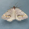 Macaria austrinata - Hodges#6301.1 - photo 2