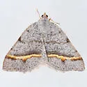 Macaria austrinata - Hodges#6301.1 - photo 3