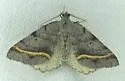 Macaria austrinata - Hodges#6301.1 - photo 4