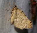 Macaria austrinata - Hodges#6301.1 - photo 5