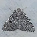 Macaria benigna - Hodges#6309 - photo 4