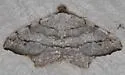 Bicolored Angle Moth - Hodges#6341
