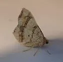 Bicolored Angle Moth - Hodges#6341 - photo 2
