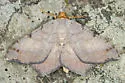 Bicolored Angle Moth - Hodges#6341 - photo 4