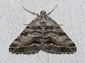 Speranza colata - Hodges#6308 - photo 2