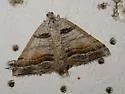 Speranza colata - Hodges#6308 - photo 4