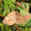 Speranza coloradensis - Hodges#6289