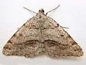 Speranza decorata - Hodges#6306 - photo 2