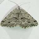 Speranza decorata - Hodges#6306 - photo 3