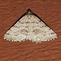 Speranza decorata - Hodges#6306 - photo 4