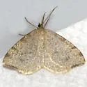 Drab Angle Moth - Hodges#6278 - photo 2