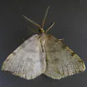 Drab Angle Moth - Hodges#6278 - photo 3