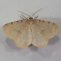 Drab Angle Moth - Hodges#6278 - photo 4