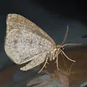 Drab Angle Moth - Hodges#6278 - photo 5