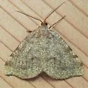 Macaria exauspicata - Hodges#6292 - photo 2