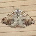 Macaria exauspicata - Hodges#6292 - photo 4