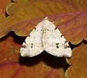 Hemlock Angle - Hodges#6348 - photo 4