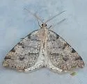 Macaria flavicaria - Hodges#6276 - photo 3