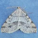 Macaria flavicaria - Hodges#6276 - photo 4