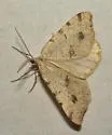 Macaria flavicaria - Hodges#6276 - photo 5