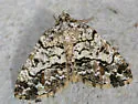 Macaria graphidaria - Hodges#6311 - Macaria graphidaria