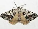 Macaria graphidaria - Hodges#6311 - photo 2