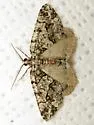 Macaria graphidaria - Hodges#6311 - photo 3