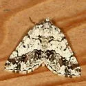 Macaria graphidaria - Hodges#6311 - photo 4