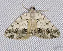 Macaria graphidaria - Hodges#6311 - photo 5
