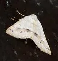 Macaria grossbecki - Hodges#6315 - photo 2