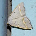 Speranza guenearia - Hodges#6301 - Macaria guenearia