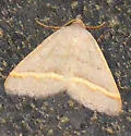 Speranza guenearia - Hodges#6301 - photo 4