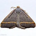 Speranza guenearia - Hodges#6301 - photo 5