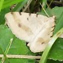 Speranza helena - Hodges#6277