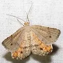 Speranza inextricata - Hodges#6285