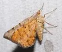 Speranza inextricata - Hodges#6285 - photo 2