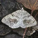 Speranza loricaria - Hodges#6290 - Macaria loricaria