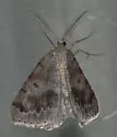 Speranza loricaria - Hodges#6290 - photo 3