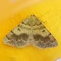 Speranza loricaria - Hodges#6290 - photo 4