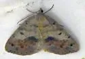 Speranza loricaria - Hodges#6290 - photo 5