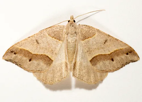 Lorquin's Angle - Hodges#6324 - Macaria lorquinaria