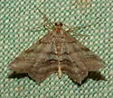 Many-lined Angle - Hodges#6353 - photo 4
