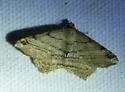 Many-lined Angle - Hodges#6353 - photo 5