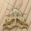 Macaria occiduaria - Hodges#6279 - photo 3