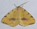 Macaria occiduaria - Hodges#6279 - photo 4